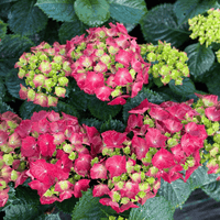 Hydrangea macrophylla, hortenzija Več barvnih kombinacij