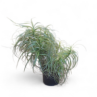 Palmin šaš, Carex muskingumensis Bicolor