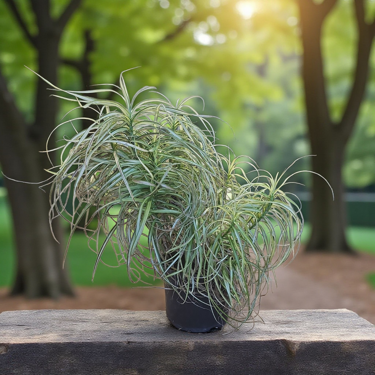 Palmin šaš, Carex muskingumensis Bicolor