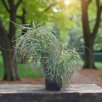 Palmin šaš, Carex muskingumensis Bicolor