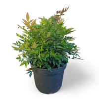 Nandina domestica, Nebeški bambus