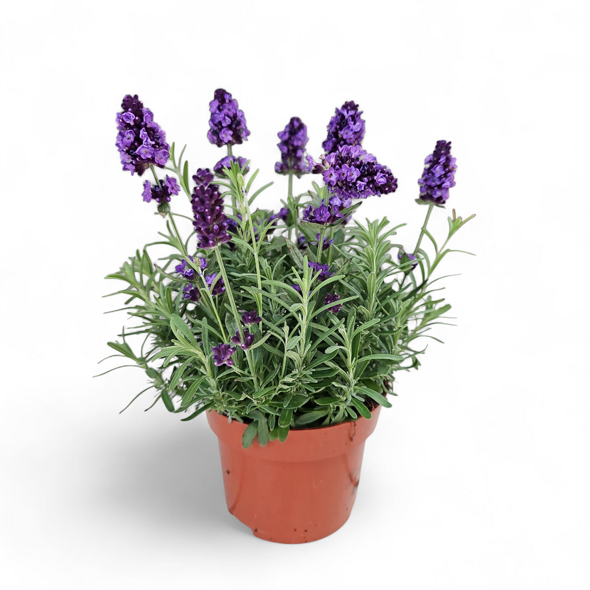 Dišavnica Lavandula Angustifolia, Hidcote, vijolična sivka