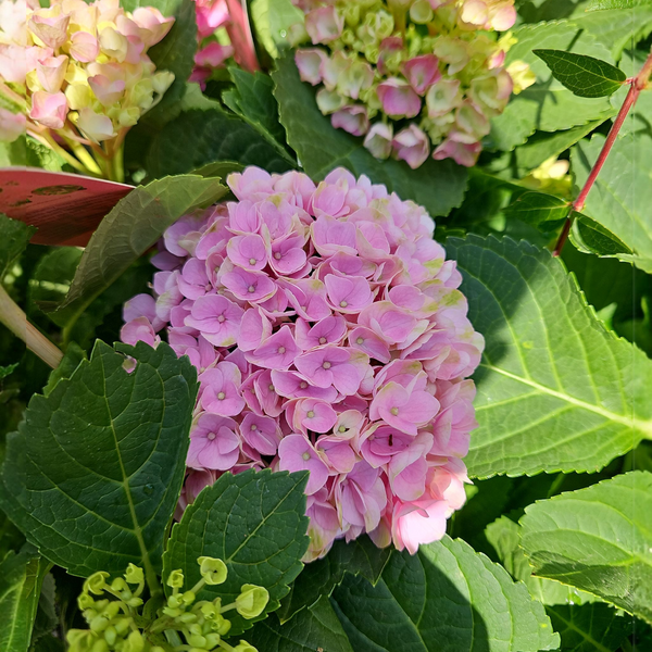 Hydrangea, hortenzija