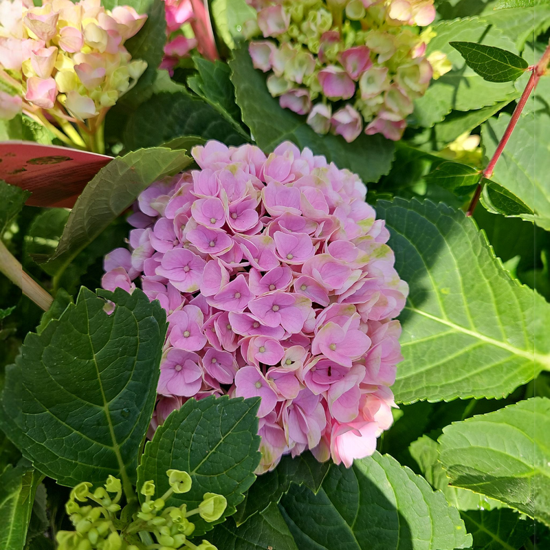 Hydrangea, hortenzija