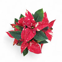 Euphorbia pulcherrima, Božična zvezda
