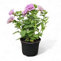 Petunia Sugar Candy, petunija