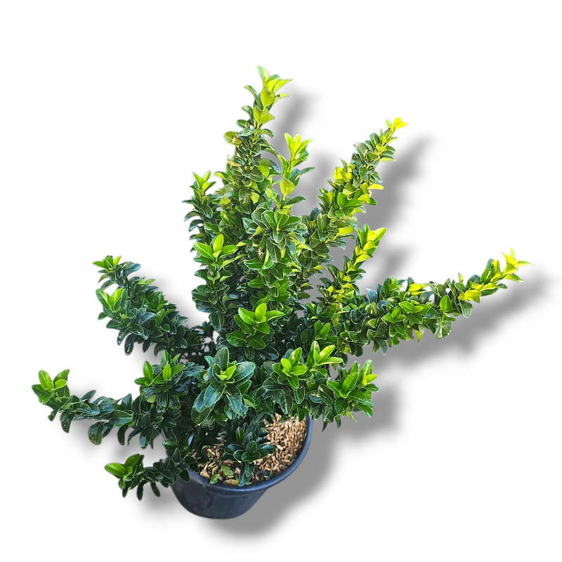 Euonymus Green Spire, japonski evonim