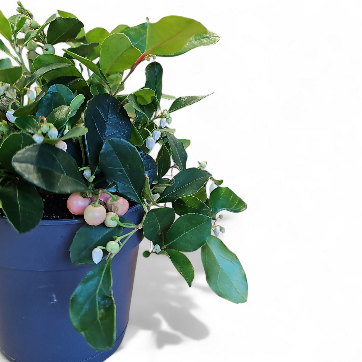 Gaulterija, Gaultheria procumbens 'Big Berry'