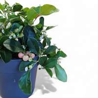 Gaulterija, Gaultheria procumbens 'Big Berry'