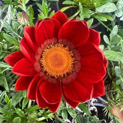 Gazania x rigens, gazanija