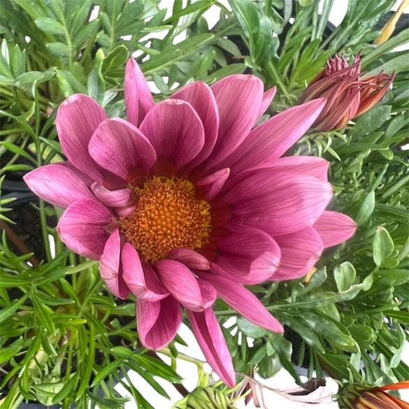 Gazania x rigens, gazanija