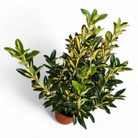 Euonymus Elegantissimus Aureus, japonski evonim
