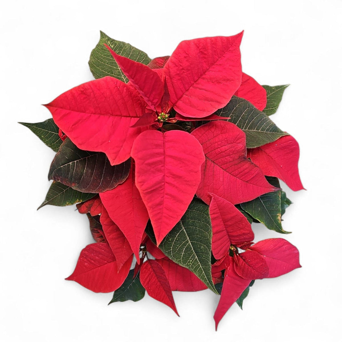 Euphorbia pulcherrima, Božična zvezda