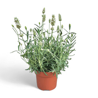 Dišavnica Lavandula Angustifolia Ellegance Ice, Bela sivka