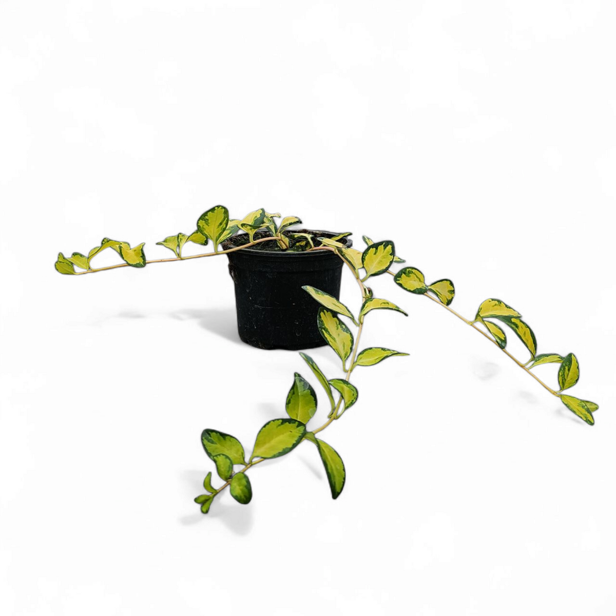 Vinca minor
