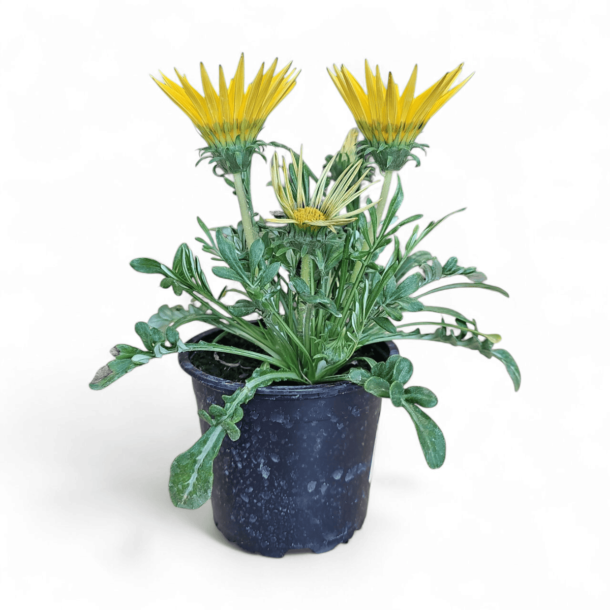 Gazania x rigens, gazanija