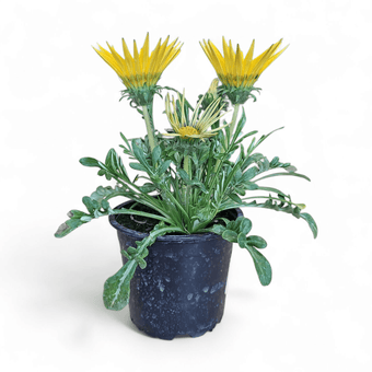 Gazania x rigens, gazanija