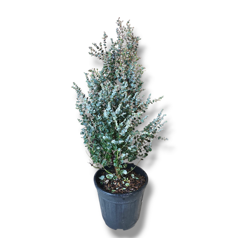 Eucalyptus gunnii Azura, Evkalipt