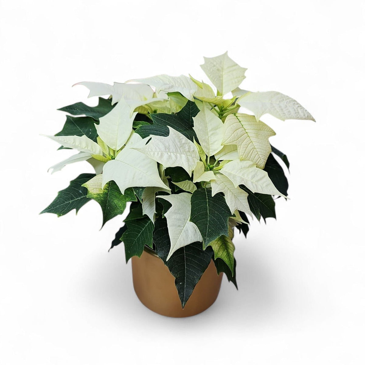 Euphorbia pulcherrima, Božična zvezda