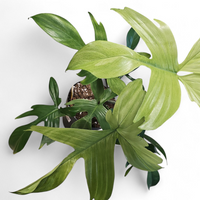 Philodendron Florida Ghost
