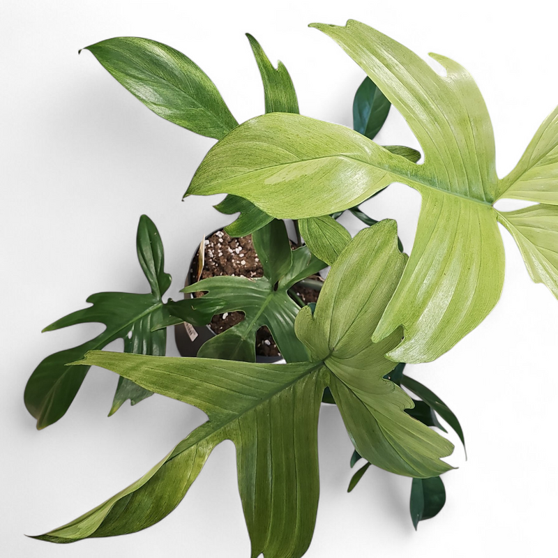Philodendron Florida Ghost