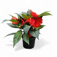 Impatiens New guinea, novogvinejska vodenka