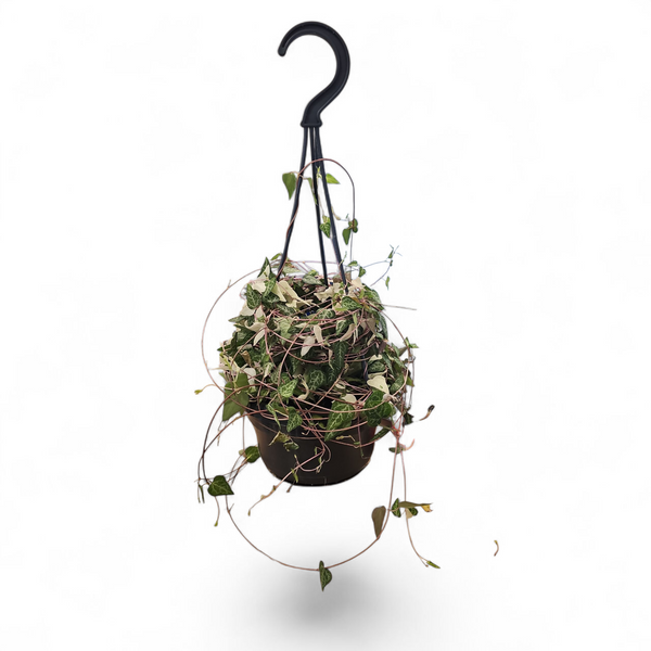 Ceropegia Linearis Luuk