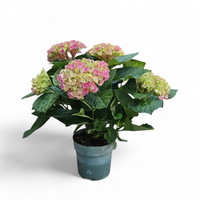 Hydrangea, hortenzija