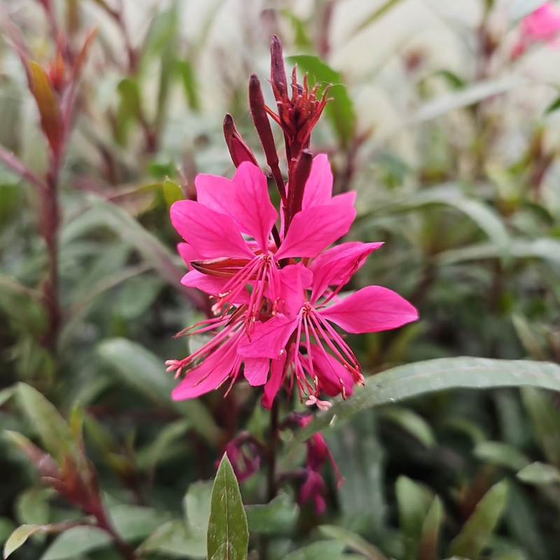 Gaura lindheimeri, gavra