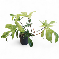 Philodendron Florida Ghost