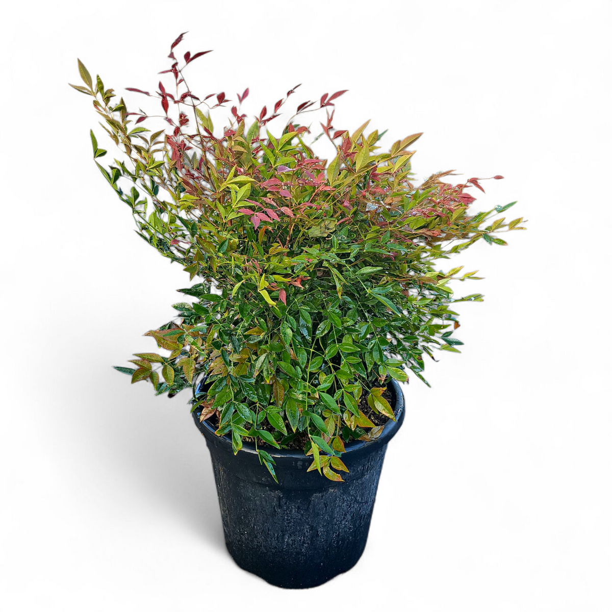 Nandina domestica, Nebeški bambus