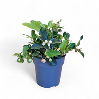 Gaulterija, Gaultheria procumbens 'Big Berry'