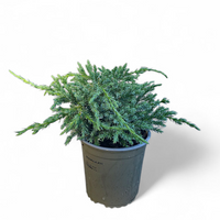Juniperus squamata 'Blue Carpet'
