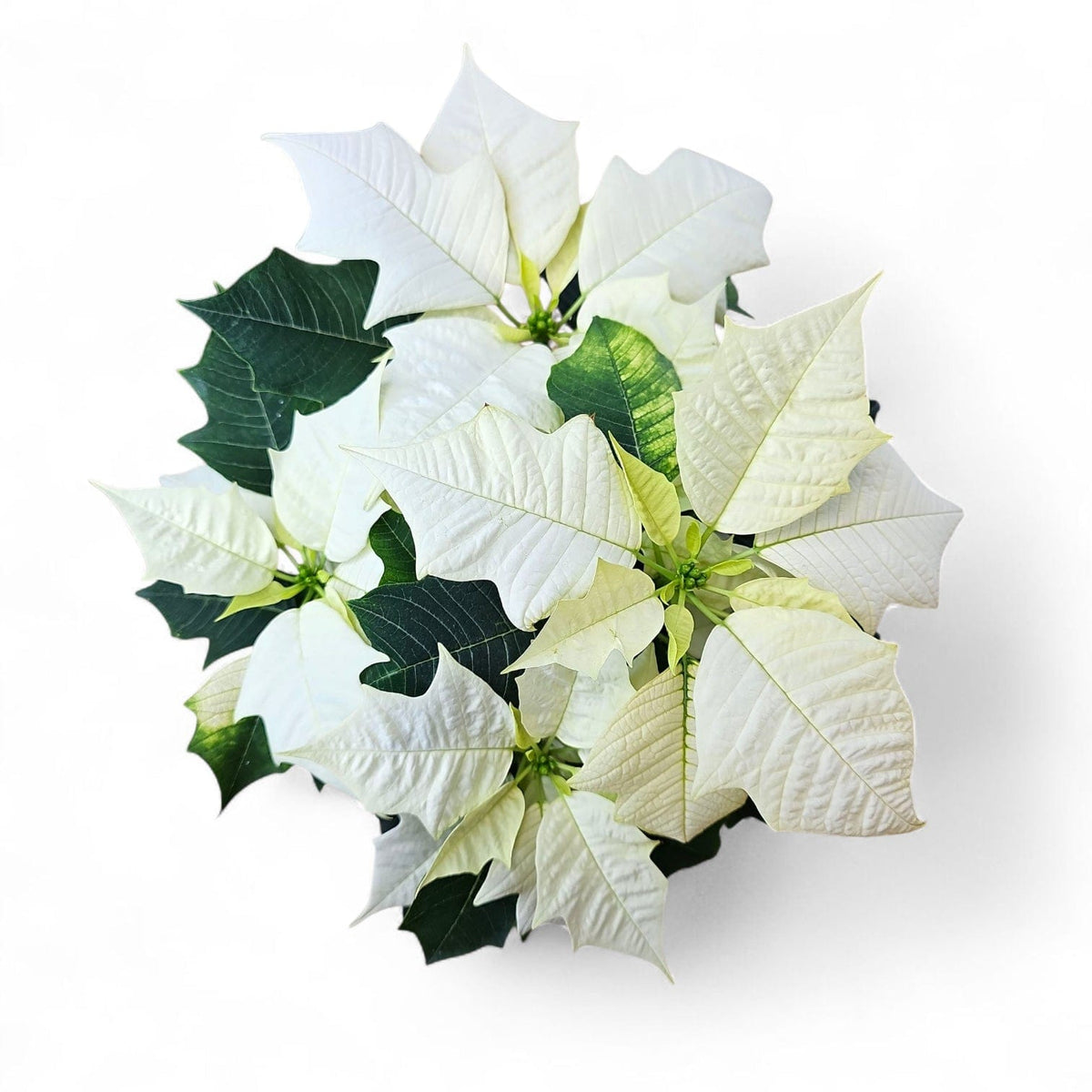 Euphorbia pulcherrima, Božična zvezda