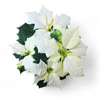 Euphorbia pulcherrima, Božična zvezda