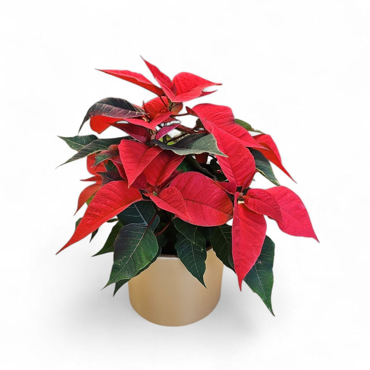 Euphorbia pulcherrima, Božična zvezda