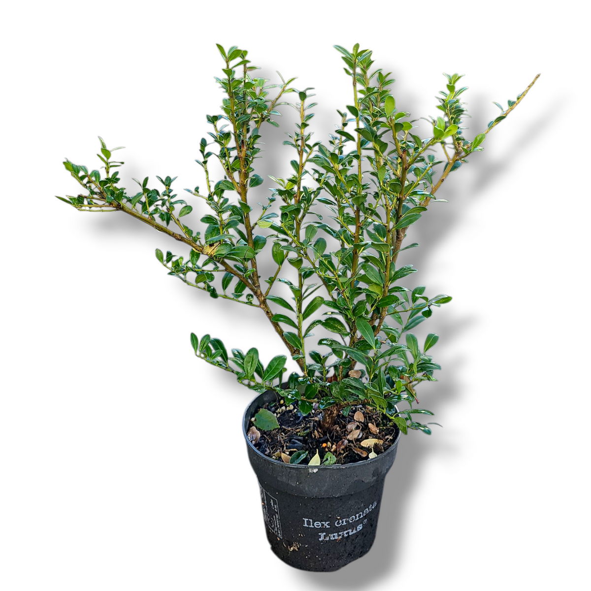 Ilex crenata, Japonska bodika