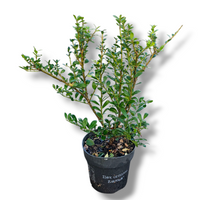 Ilex crenata, Japonska bodika