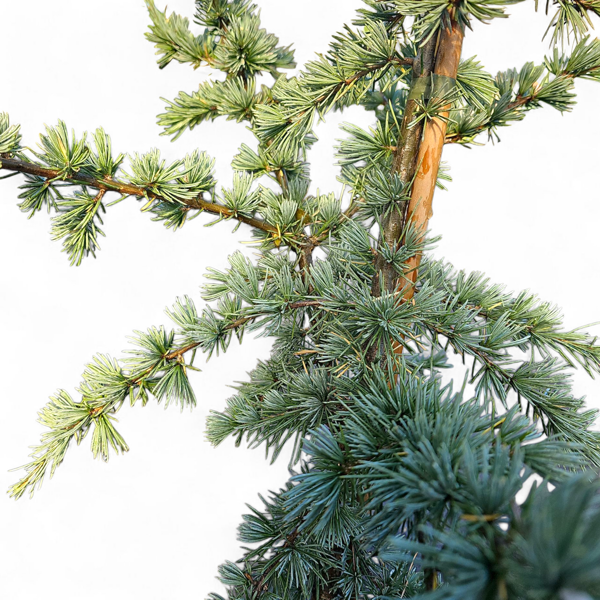 Cedrus Libani Glauca