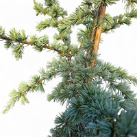 Cedrus Libani Glauca