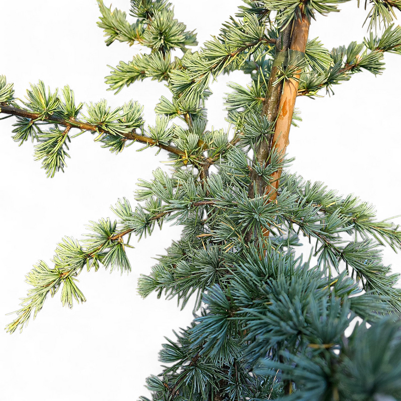 Cedrus Libani Glauca