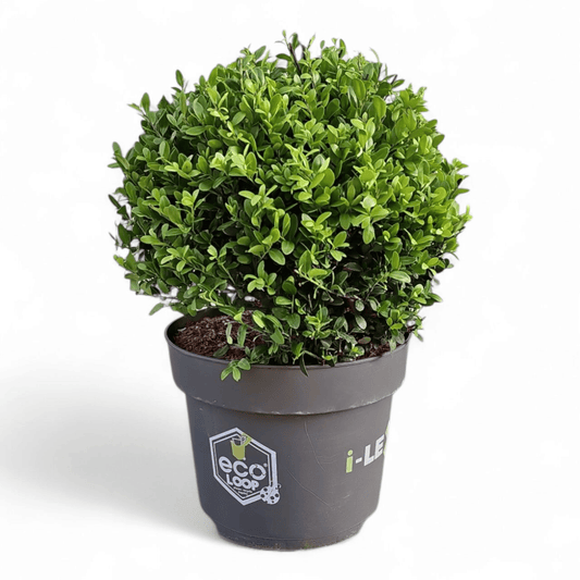 ilex crenata japonska bodika