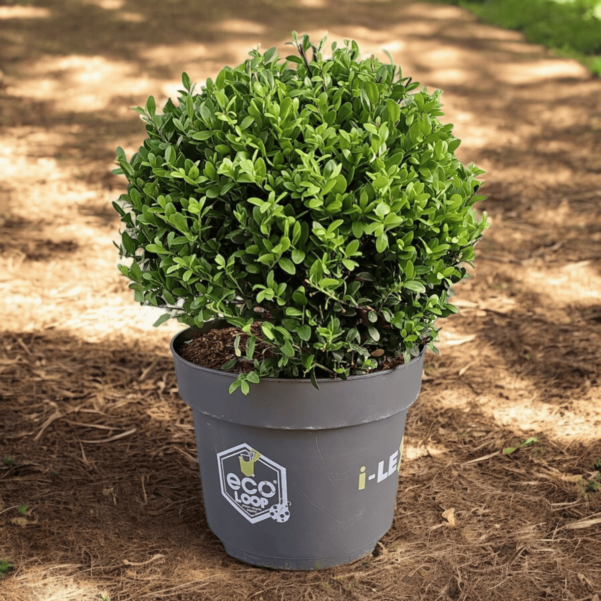 Ilex crenata, Japonska bodika