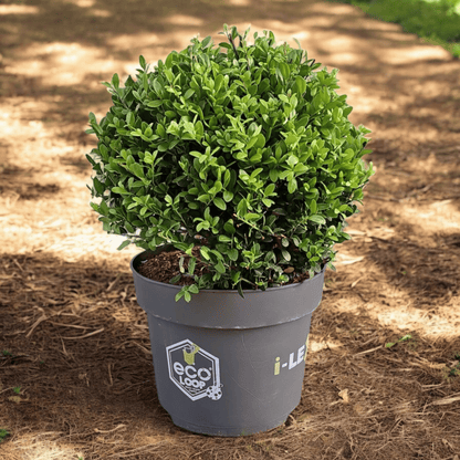 Ilex crenata, Japonska bodika