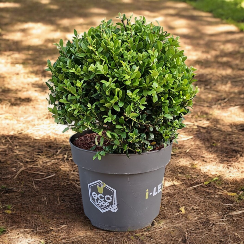 Ilex crenata, Japonska bodika