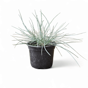 Festuca kitty dark blue, trava biljnica