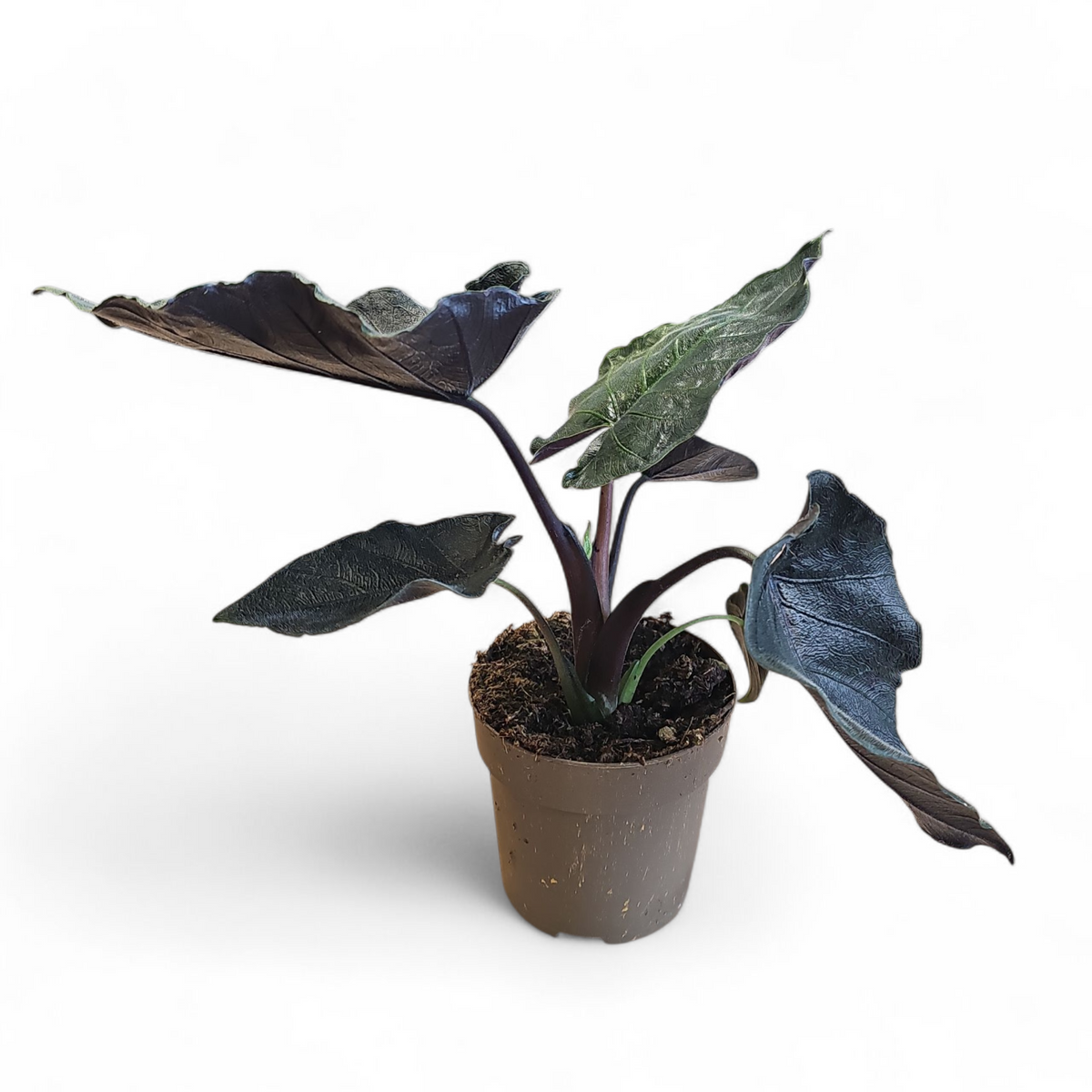 Alocasia Elephant's Ear, Slonovo uho