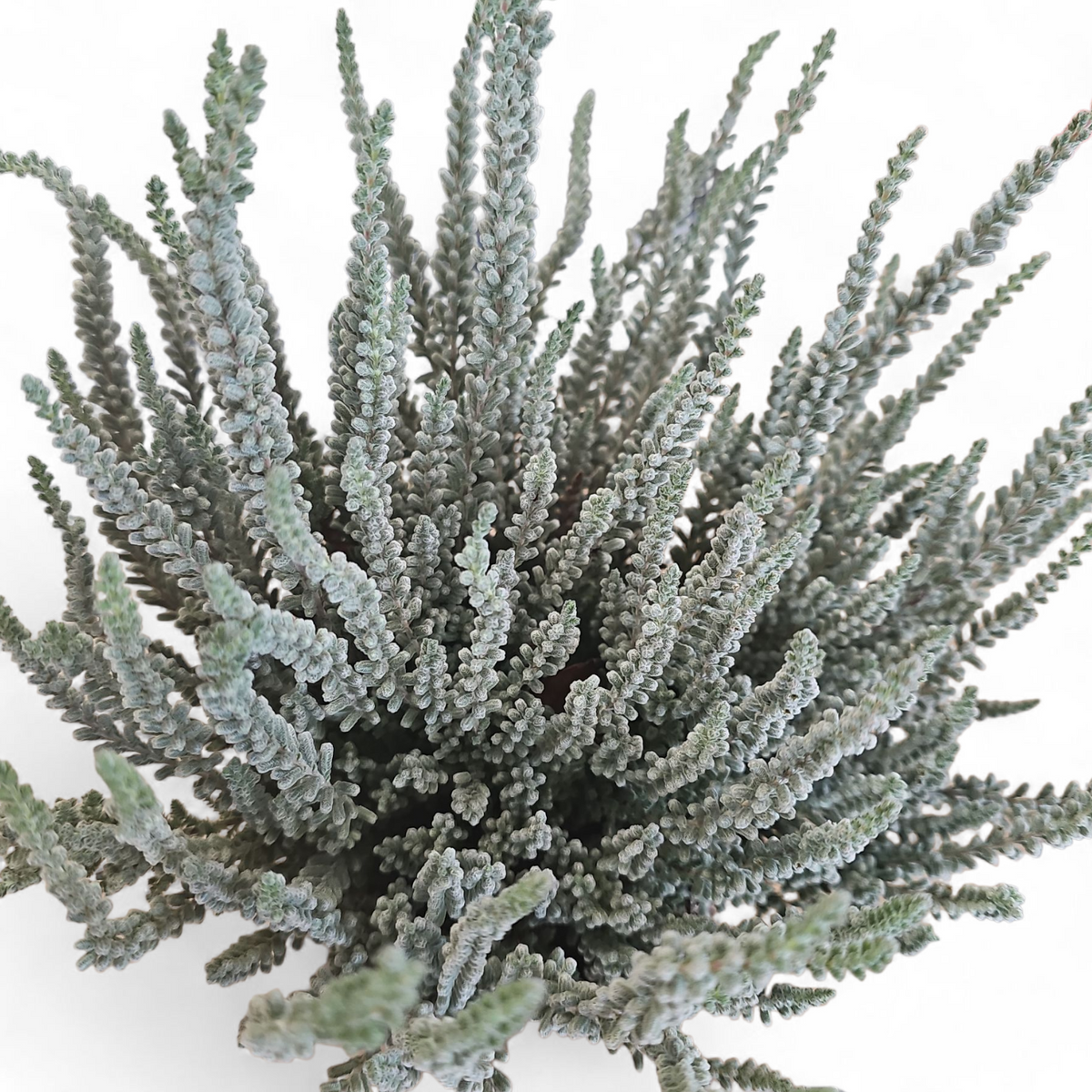 Resa Calluna Vulgaris Fluffy
