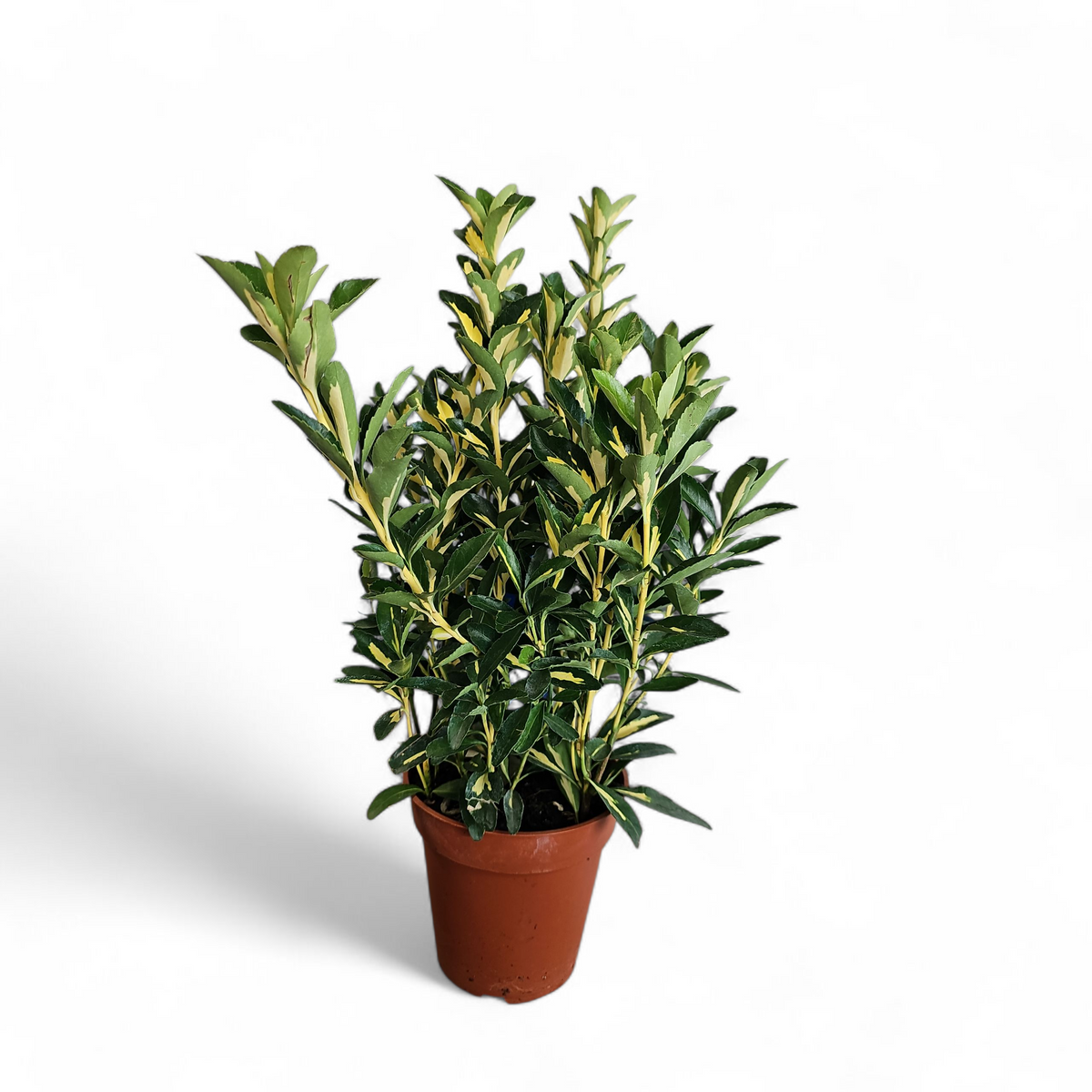 Euonymus Elegantissimus Aureus, japonski evonim