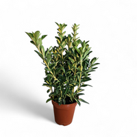 Euonymus Elegantissimus Aureus, japonski evonim